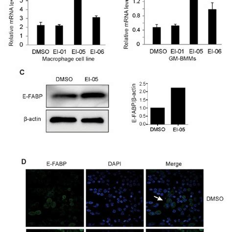 EI 05 Enhances E FABP Expression In Macrophages Macrophages From A