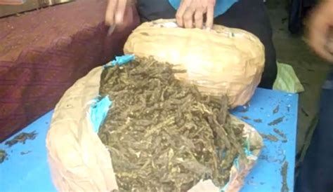 Ganja Seized In Odisha Estimated Cost Of Around Rs Lakh