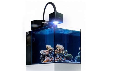 Nano Aquarium Zeewater Sauerstoffmangel Aquarium