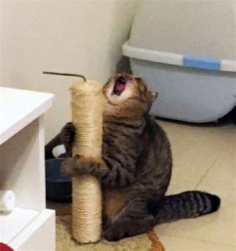 Yelling Cat And The Scratching Post [meme Base] By Lyaidemon On Deviantart