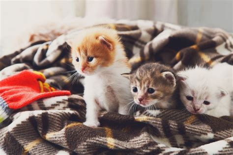 Чем кормить котенка 2 месяца - домашняя еда