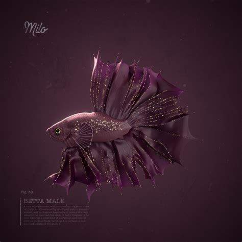 Betta Male on Behance