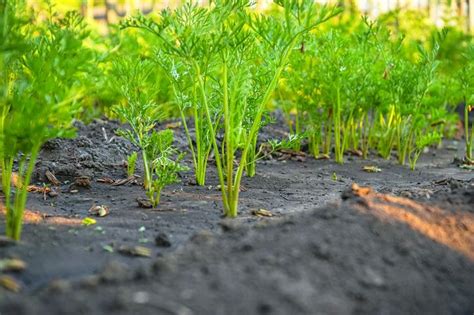 Cómo Plantar Zanahorias Pasos Y Consejos