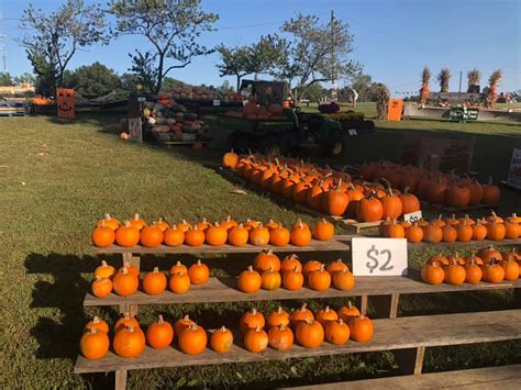 Mink And Walters Pumpkin Patch Pumpkin Patch Near Me