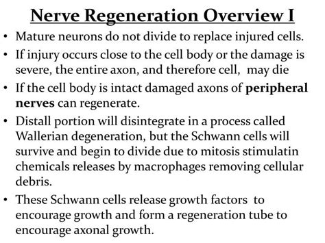 Ppt Nerve Regeneration Overview I Powerpoint Presentation Free