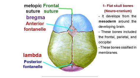 Development Of The Skull Metopic Frontal Suture Bregma