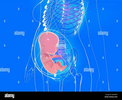 3d Anatomical Illustration Of A Pregnancy Image Of The Inside Of A