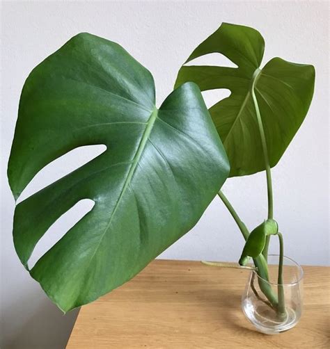 Basics Of How To Propagate Monstera Plant In Your Garden Check It Out