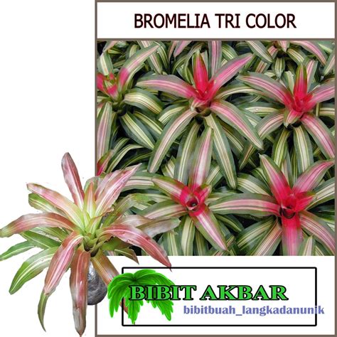 Jual Bibit Tanaman Hias Bromelia Tricolor Shopee Indonesia