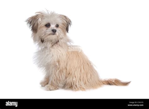 Mixed Breed Mutt In Front Of A White Background Stock Photo Alamy