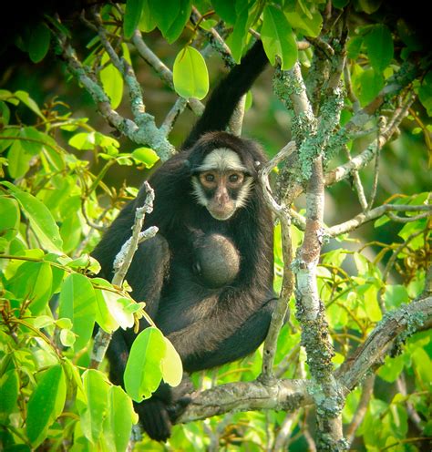 macaco aranha Fundação Ecológica Cristalino