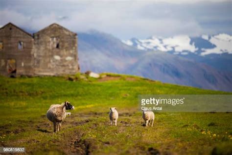 678 Icelandic Sheep Stock Photos High Res Pictures And Images Getty