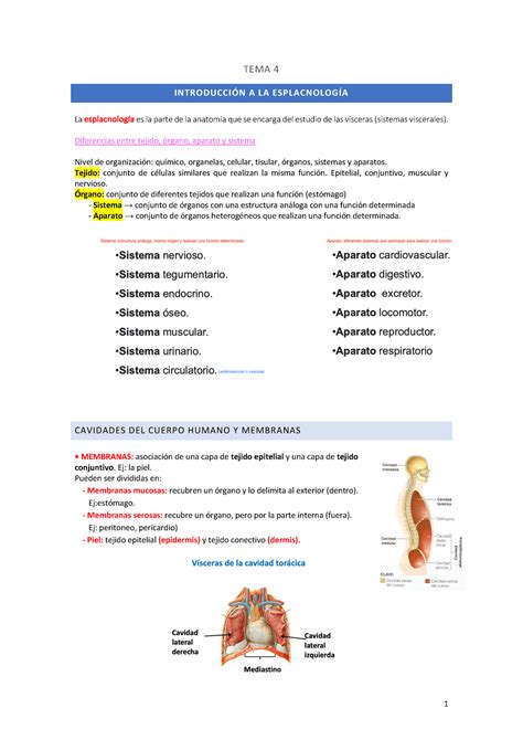 Tema 4 apuntes TEMA 4 INTRODUCCIÓN A LA ESPLACNOLOGÍA La