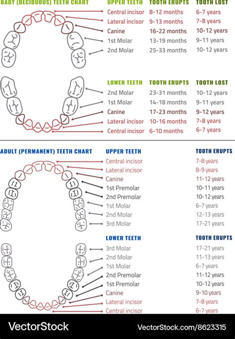 Human Teeth Infographic Teeth Infographic Vector Image