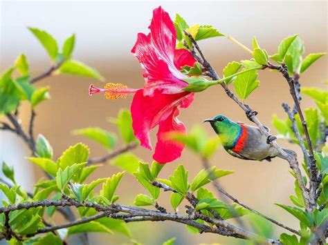 Biodiversity - Wildlife & Ecosystem Explorations