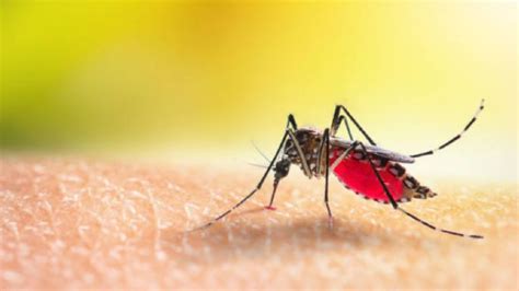 Adiós a los mosquitos del dengue aprende el mejor método para