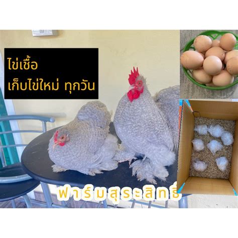 ไข่เชื้อ ไก่มินิโคชิน สีลาเวนเดอร์ คักคู ฟองละ Shopee Thailand