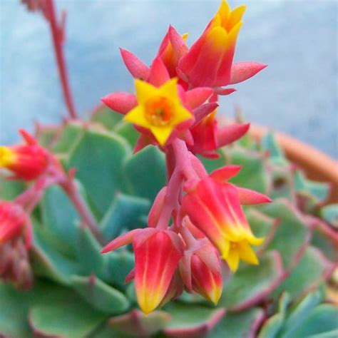 Echeveria Elegans Cuidados Y Reproducci N Th Suculentas