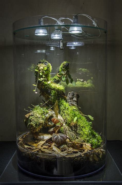 39 best images about Vivarium ideas on Pinterest | Click!, Grimm and Dart frogs