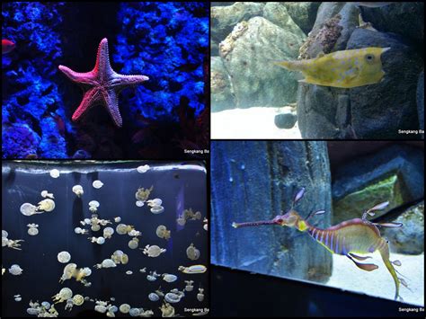 Sea Aquarium Sea Monsters - Sengkang Babies