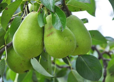 Pears Ripen On The Tree Branch Stock Photo Image Of Farmer Health