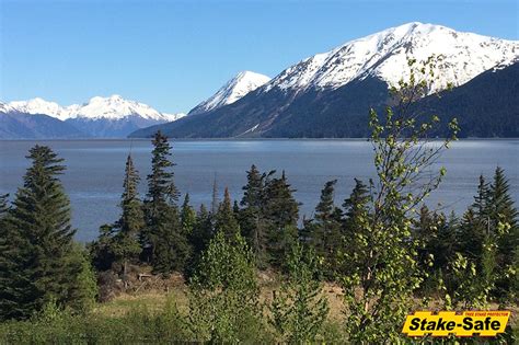 Alaska Trees The Most Common Tree Species Found In Alaska