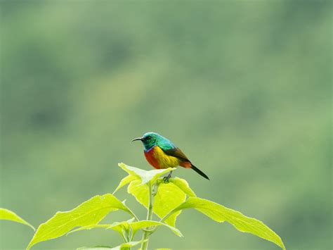 Rwanda Birding Tour Birdwatching Safaris Gorilla Trekking