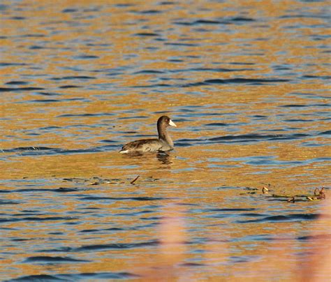 Surner Birding Berkshire Lakes