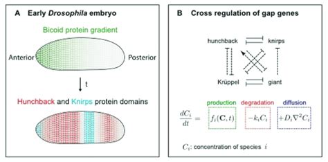 Patterning With Signaling Gradients A Schematic Of Early Fruit Fly Download Scientific