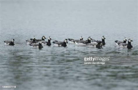 Barnacle Bill Photos And Premium High Res Pictures Getty Images