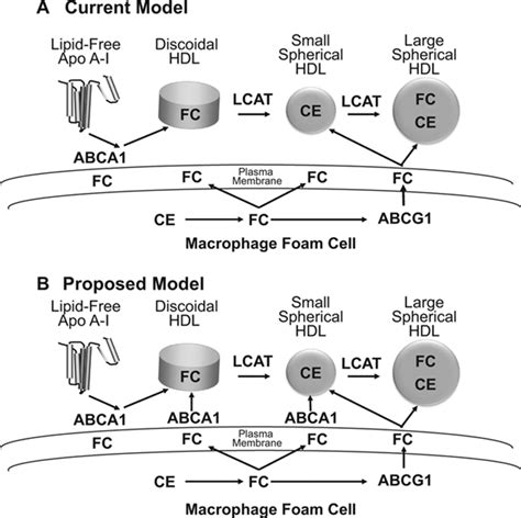 Small Hdl Promotes Cholesterol Efflux By The Abca1 Pathway In