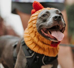 Best Pitbull Halloween Costumes for Your Dog.