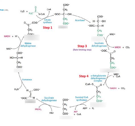 Mcat Biochemistry Chapter Carbohydrate Metabolism Ii Aerobic