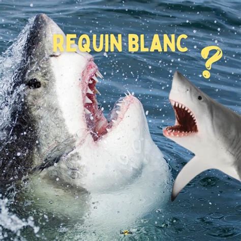 Découvrez le plus grand requin du monde ce n est pas celui que vous