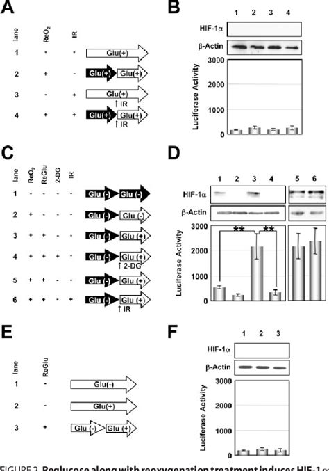 Figure 2 From The Aktmtor Pathway Assures The Synthesis Of Hif 1α