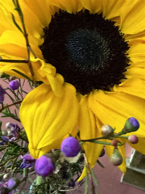 what is the birthday flower for january 7