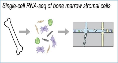 Single Cell Rna Sequencing Uncovers Secrets Of Bone Marrow Cells And How They Differentiate