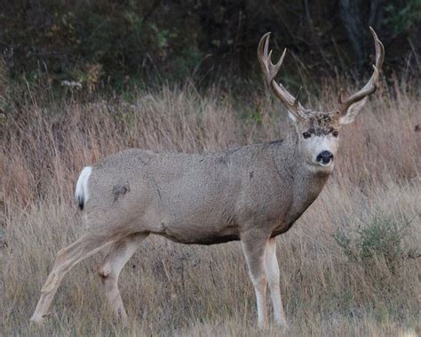 Full Body Shot By Janelle Streed On Capture Dakota A Mule Deer Buck