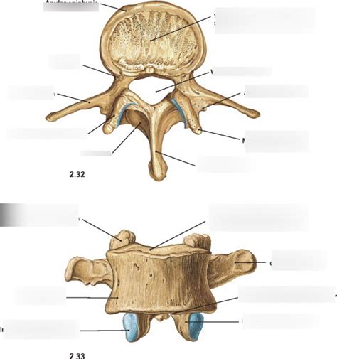 Lumbar Vertebrae Diagram Quizlet