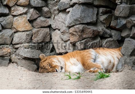 Liger Hybrid Offspring Male Lion Panthera Stock Photo 1331690441 ...