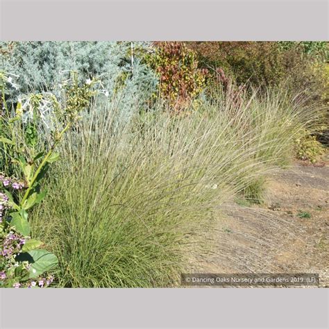 Muhlenbergia Rigens Deer Grass Dancing Oaks Nursery And Gardens