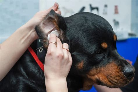 Effektive Hausmittel Bei Ohrenentz Ndung Beim Hund