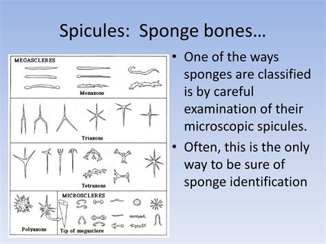 Ppt Phylum Porifera The Sponges Powerpoint Presentation Free