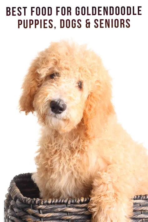 Best Food For Goldendoodle Puppies Dogs And Seniors