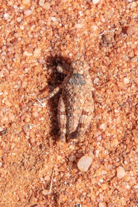 Spur Throated Grasshoppers From Port Augusta SA Australia On November