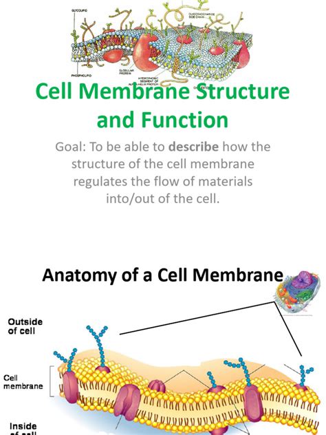 Cell Membranes Part II Including Active Transport 1213h | PDF