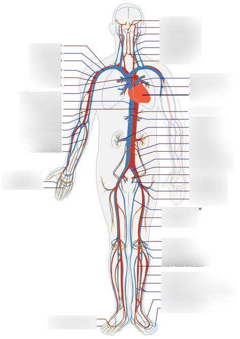 Veine Et Art Re Diagram Quizlet