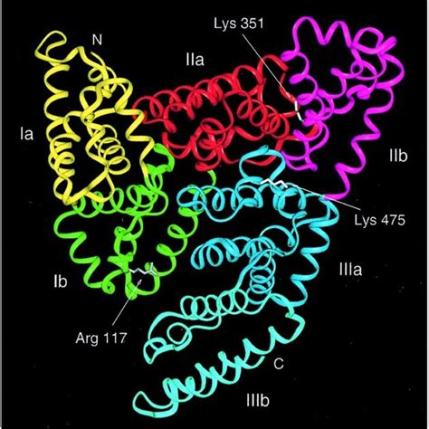 Structure Of Human Serum Albumin Consisting Of Three Domains Each