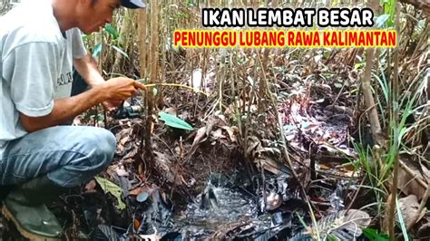 IKAN LEMBAT BESAR PALING SUKA BERSARANG DITEMPAT SEPERTI INI MANCING