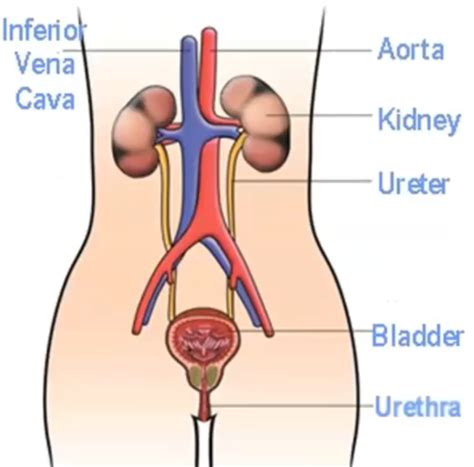 Renal Imaging Intravenous Urography IVU S Flashcards Quizlet